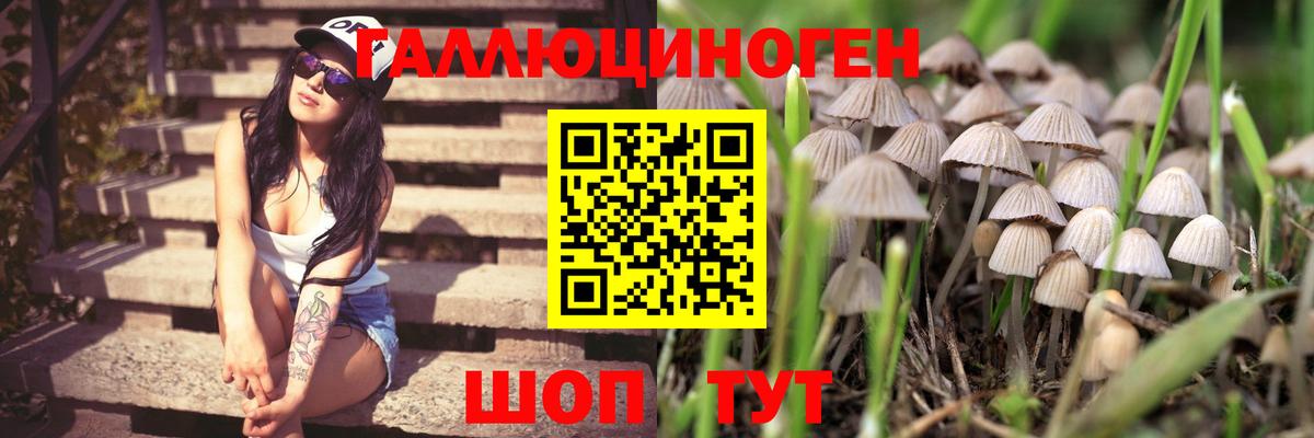 Псилоцибиновые грибы Magic Shrooms Тара